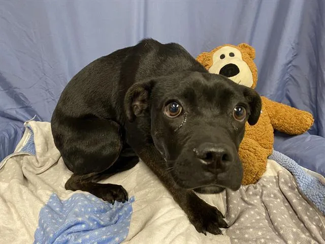 A young small-sized male Rat Terrier dog named Pickles for adoption in Modesto, CA