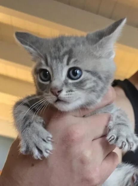 A baby small-sized female Gray / Blue / Silver Domestic Long Hair cat named Bulma Briefs for adoption in Pacifica, CA