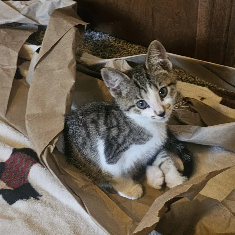 A baby small-sized female Tabby (Brown / Chocolate) Domestic Short Hair cat named Teeny for adoption in Hartville, OH