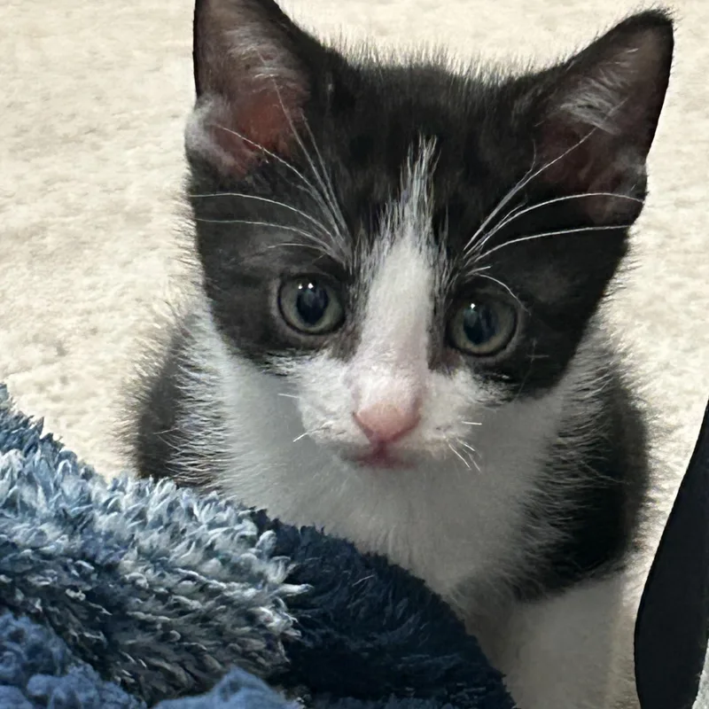 A baby small-sized male Smoke Domestic Short Hair cat named Ramen for adoption in Houston, TX