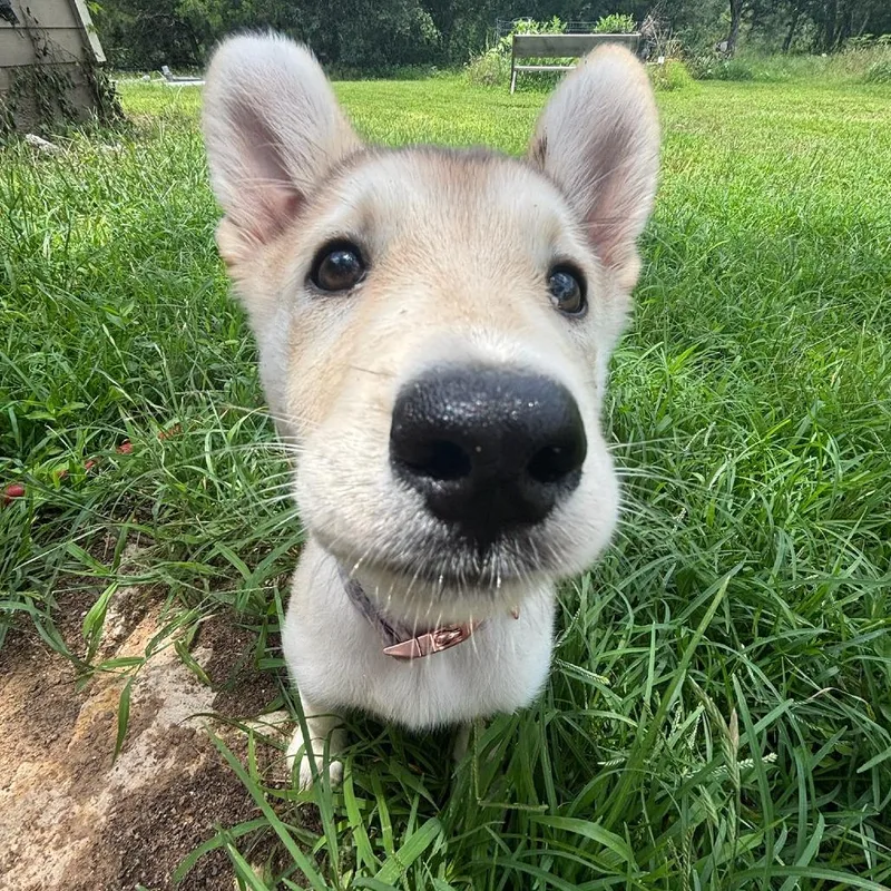 A baby small-sized female Sable Siberian Husky dog named Zoey for adoption in Cedar Creek, TX