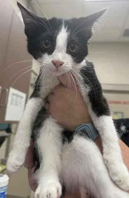 A baby small-sized male Domestic Short Hair cat named Cupcake for adoption in Fishers, IN