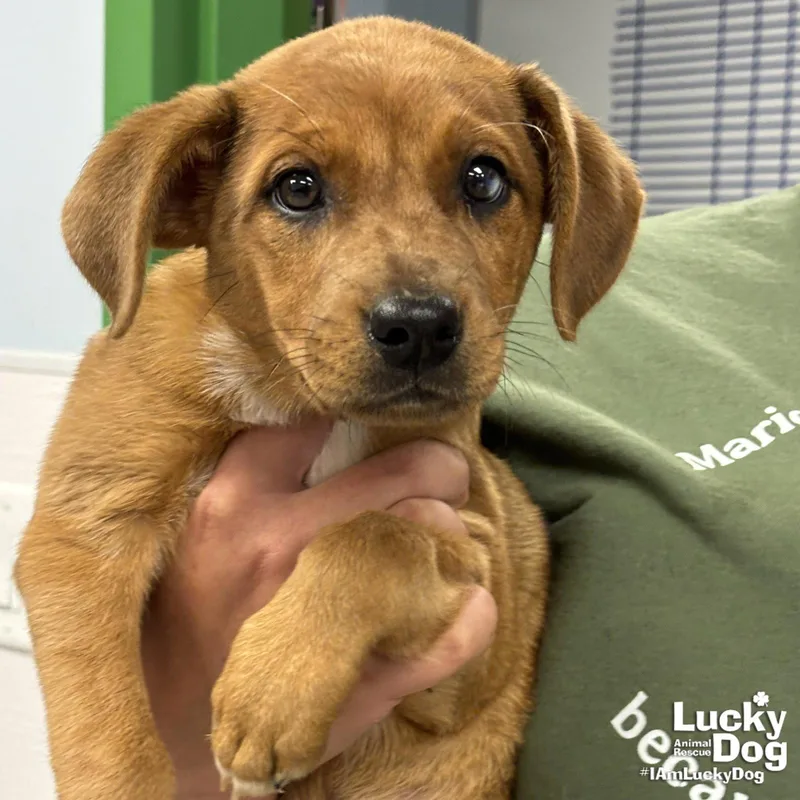 A baby medium-sized female Shepherd dog named Puffy for adoption in Washington, DC