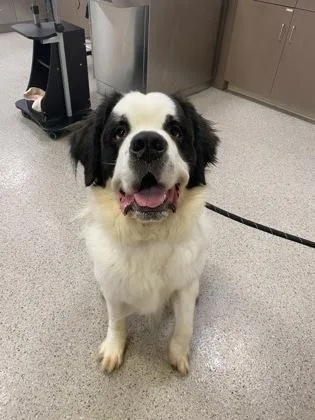 An adult large-sized male Saint Bernard dog named Baby for adoption in Fishers, IN