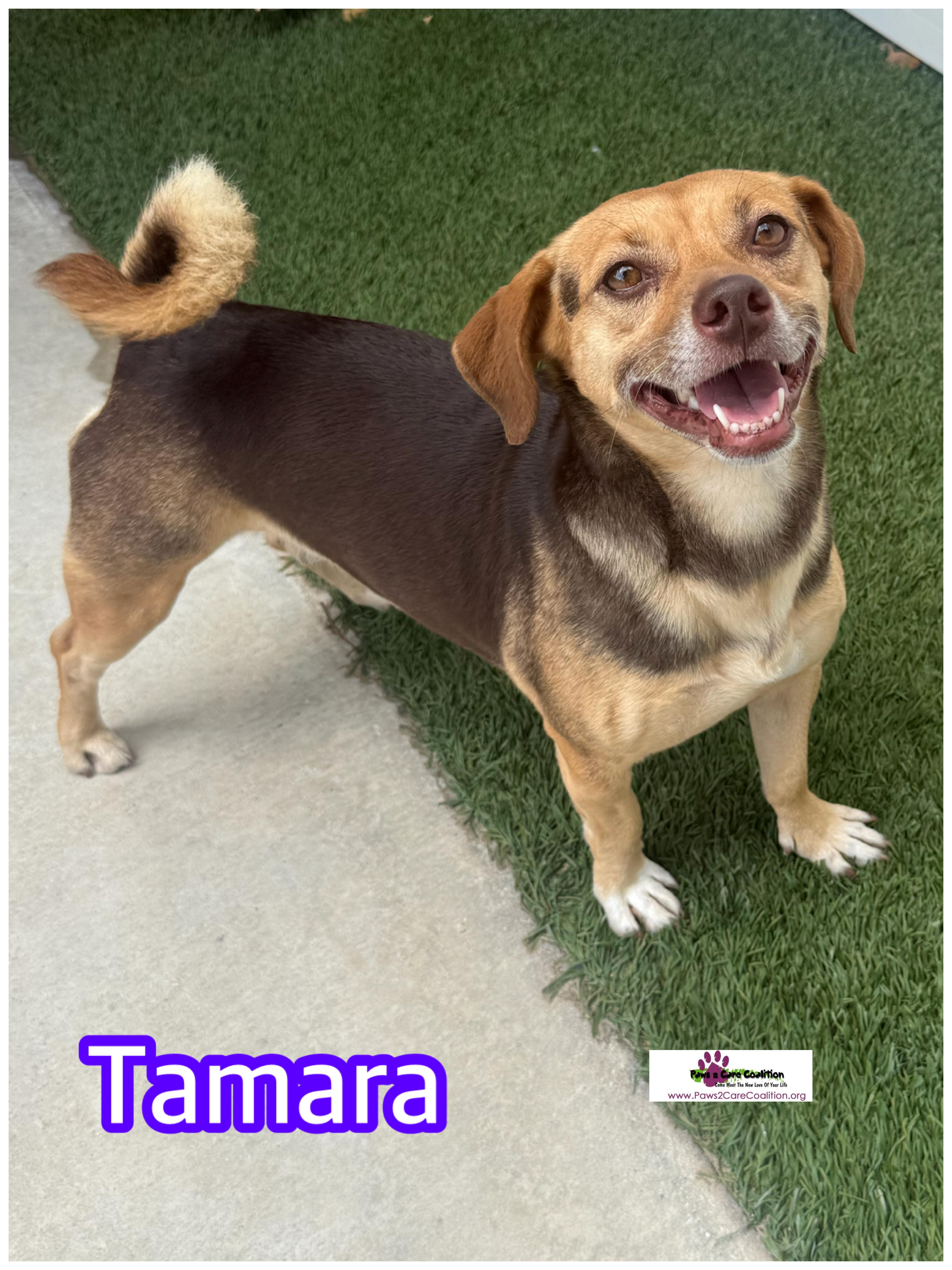 An adult small-sized female Terrier dog named Tamara for adoption in Hollywood, FL