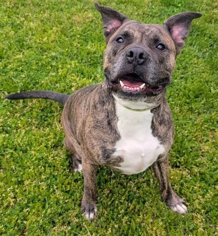An adult large-sized male Boxer dog named Buckaroo for adoption in Akron, OH