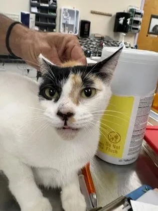 An adult large-sized female Domestic Short Hair cat named Ginger for adoption in Palm Coast, FL