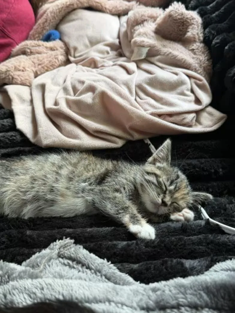 A baby medium-sized female Tabby (Brown / Chocolate) Domestic Short Hair cat named Baby Zara for adoption in Albertville, MN