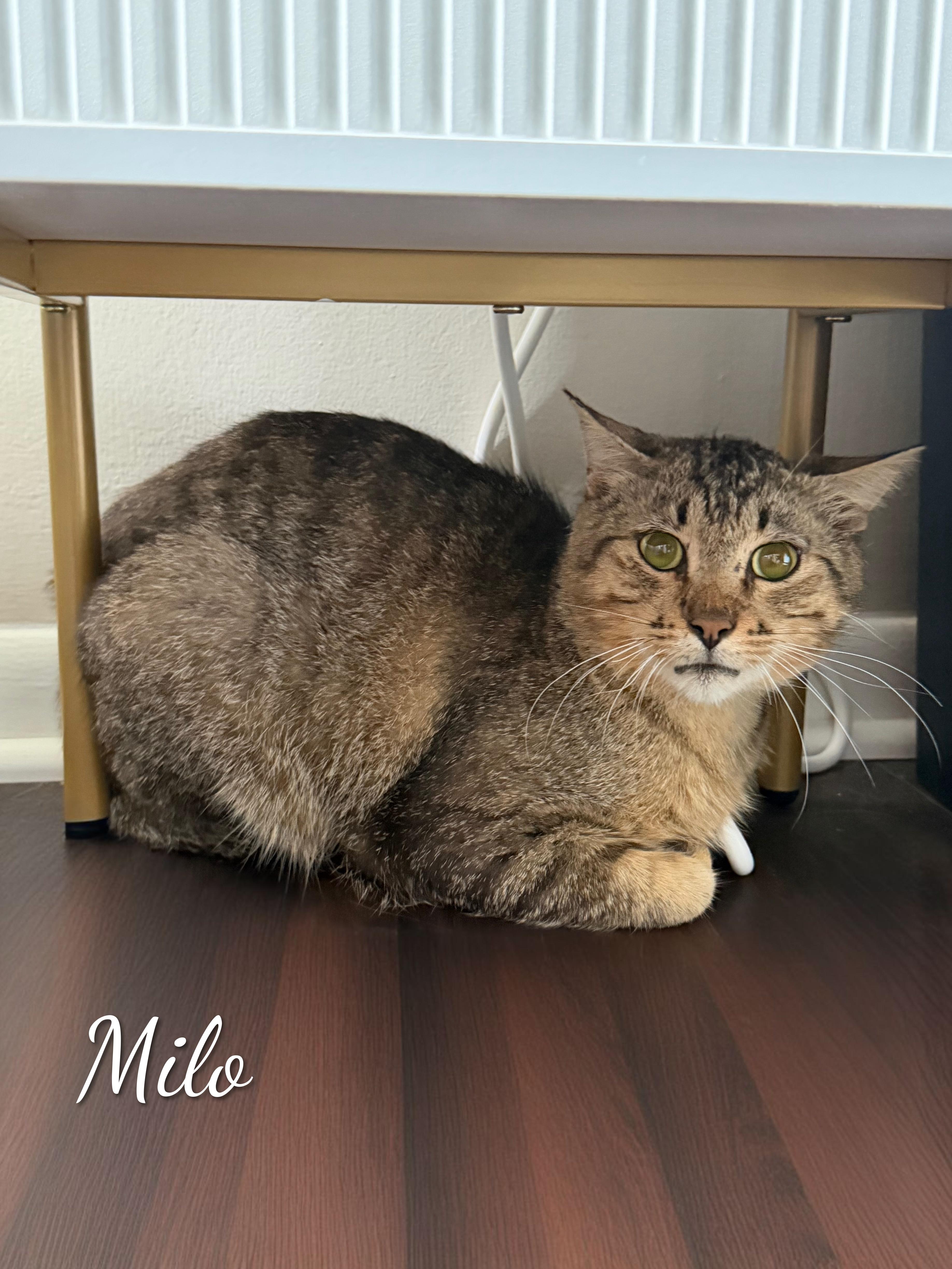 An adult medium-sized male Brown / Chocolate Tabby cat named Milo for adoption in Livonia, MI
