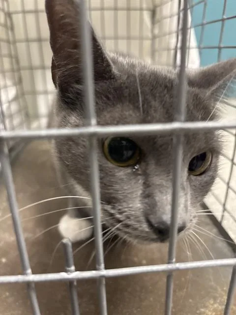 A young medium-sized female Domestic Short Hair cat named Petite for adoption in Las Vegas, NV