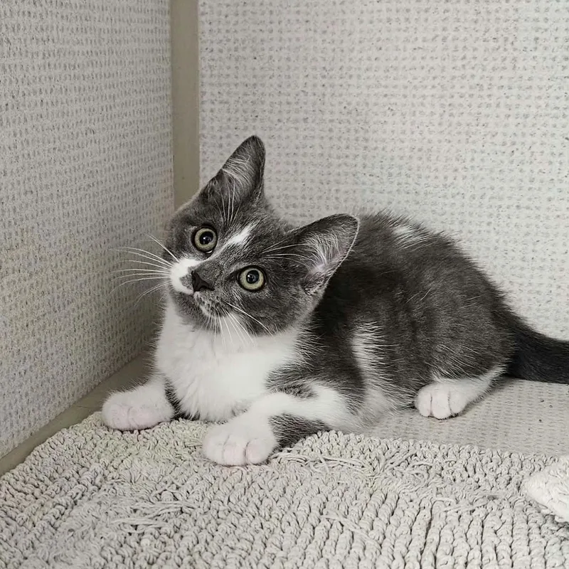 A baby large-sized male Gray & White Domestic Short Hair cat named Feno for adoption in Wapakoneta, OH