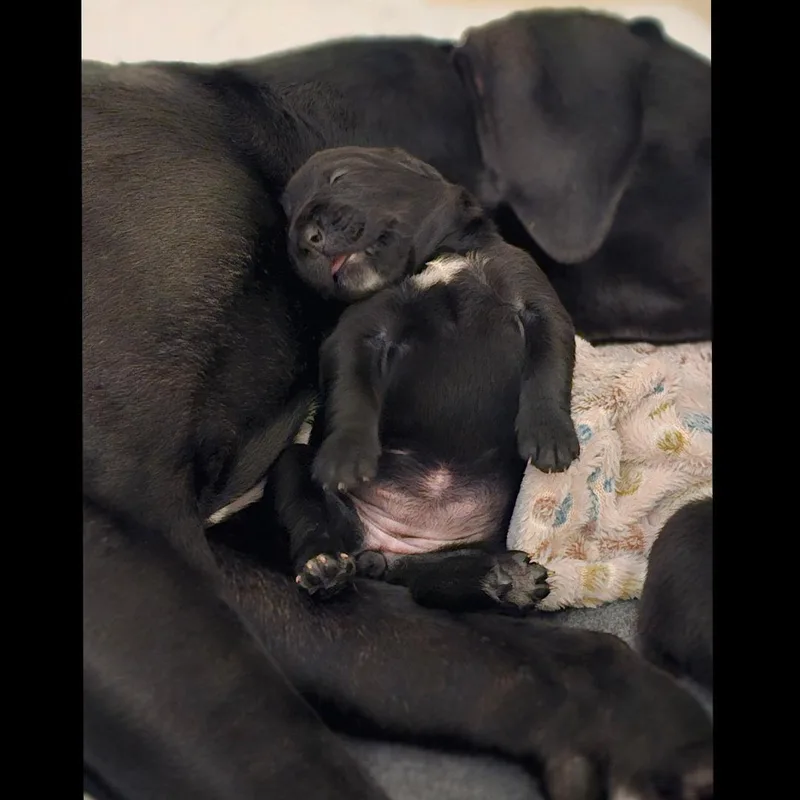 A baby large-sized female Black Black Labrador Retriever dog named Luna for adoption in Atlanta, GA
