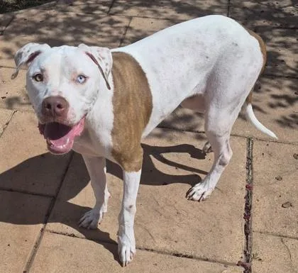 An adult medium-sized male Pit Bull Terrier dog named Halo for adoption in Shreveport, LA