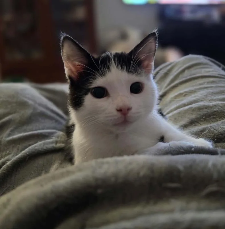 A baby medium-sized male Black Domestic Short Hair cat named Dove for adoption in Maineville, OH