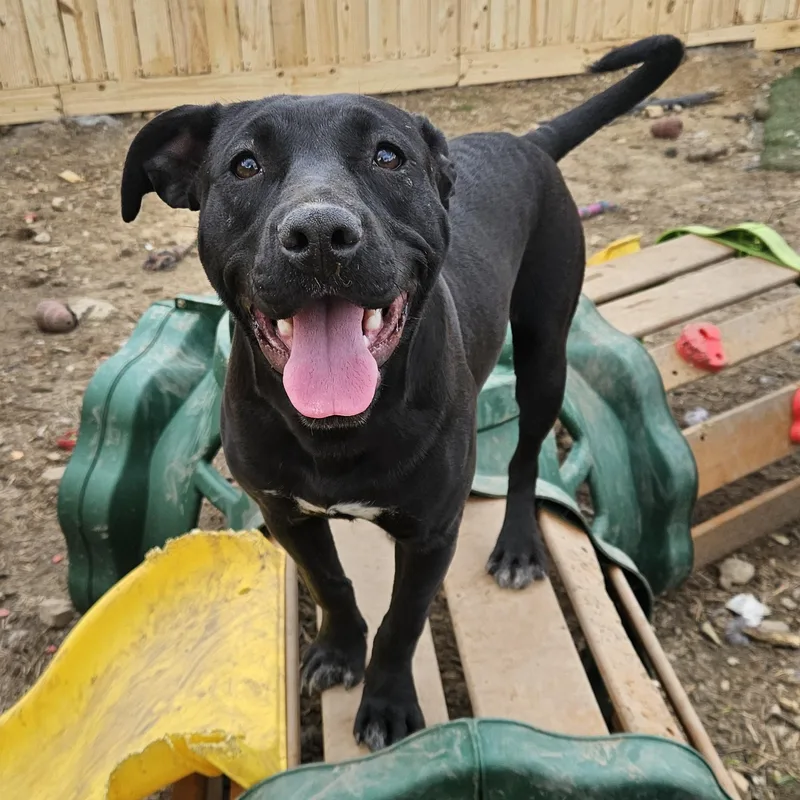 Taffy Twinkle thumbnail 2