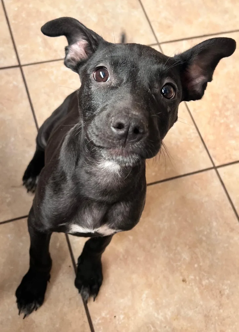 Taffy Twinkle thumbnail 3