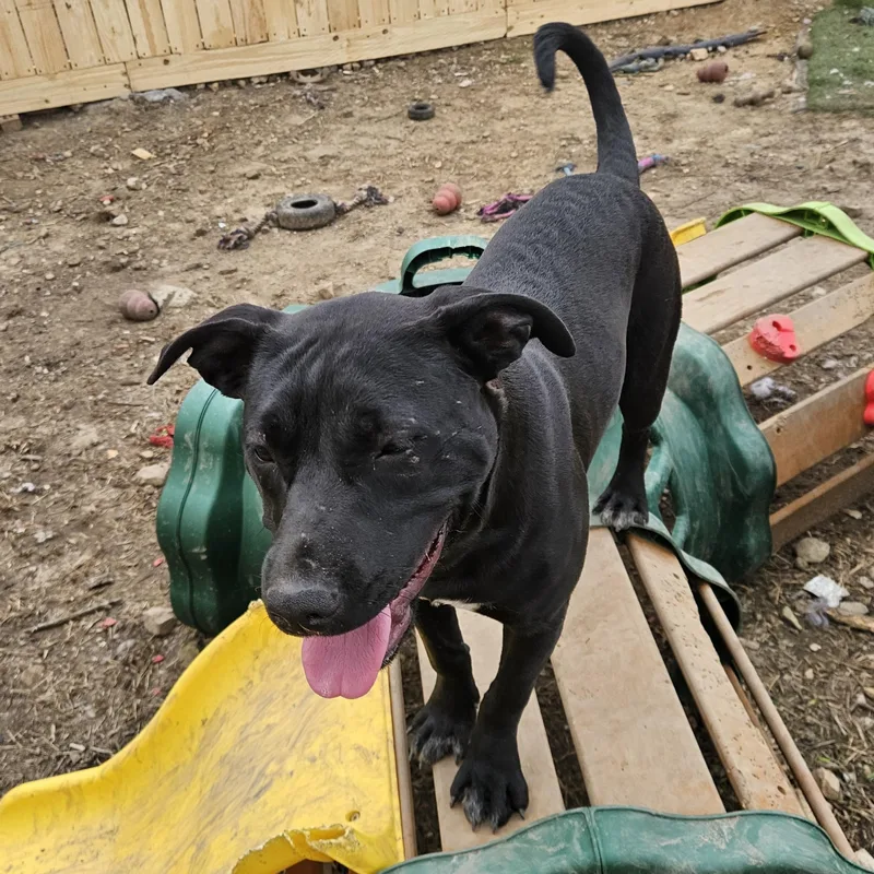 Taffy Twinkle thumbnail 4