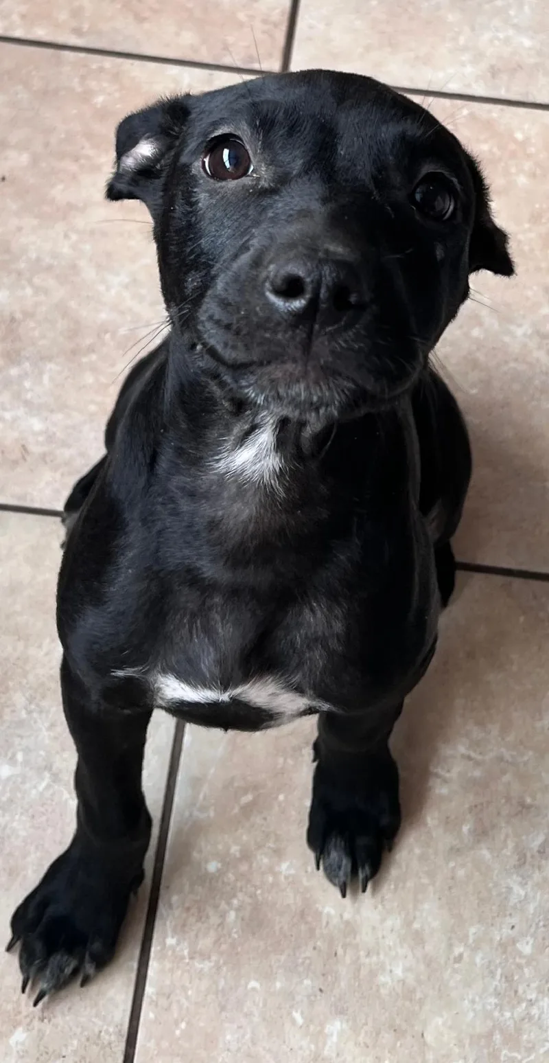 Taffy Twinkle thumbnail 6