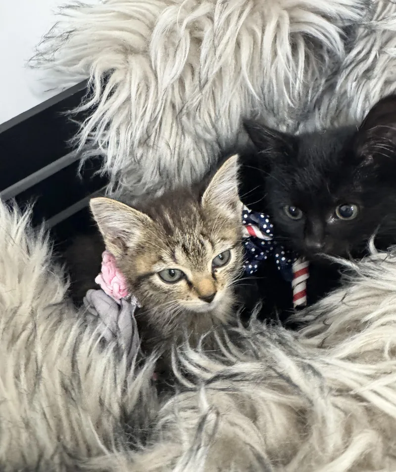 A baby medium-sized female Tabby (Brown / Chocolate) Domestic Short Hair cat named Wanda and Cosmo for adoption in Burlington, NC