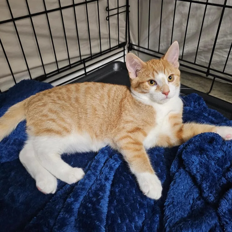 A baby small-sized male Orange / Red Domestic Short Hair cat named Timmy for adoption in Bismarck, ND