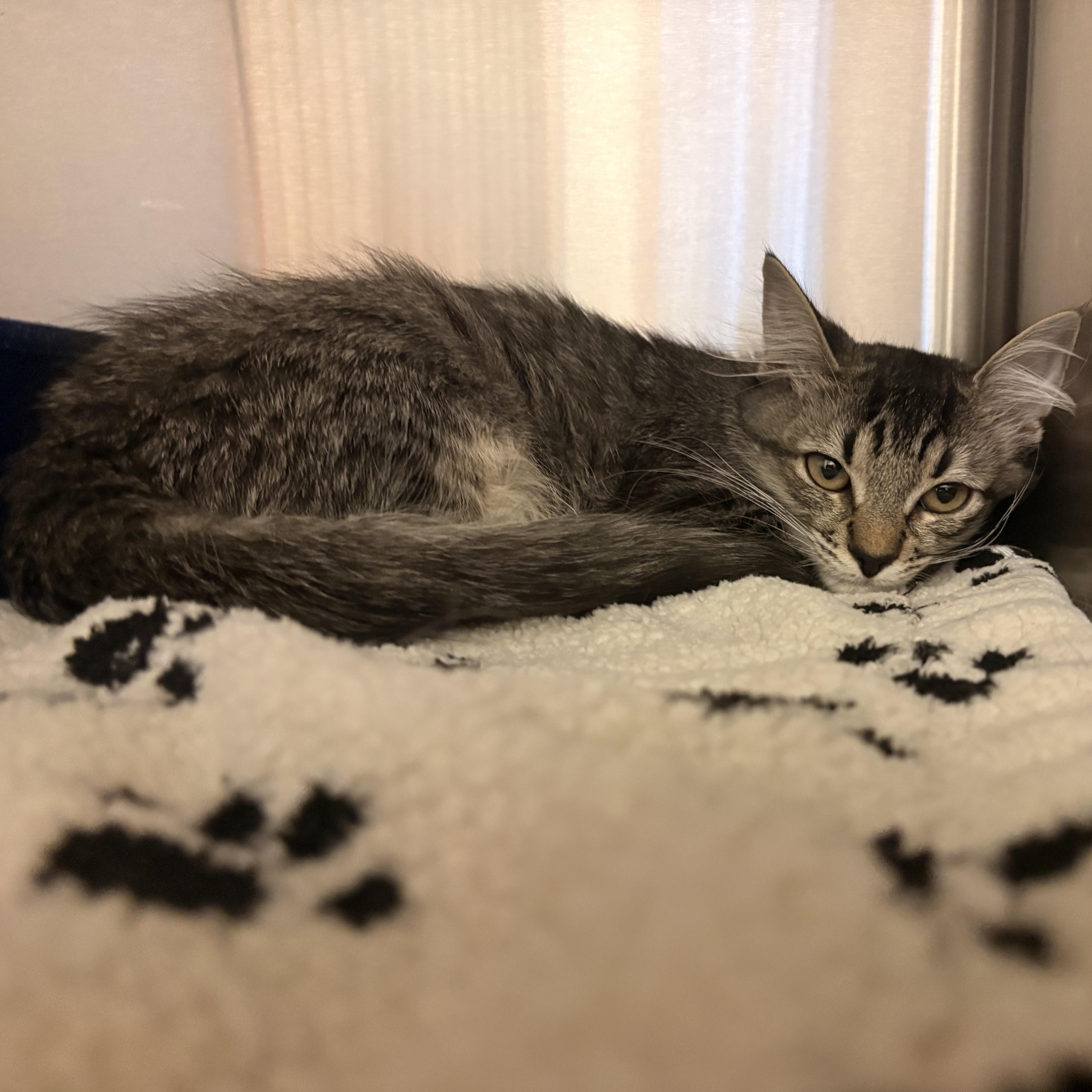 A baby small-sized female Tabby (Brown / Chocolate) Domestic Medium Hair cat named Mochi for adoption in Spokane, WA