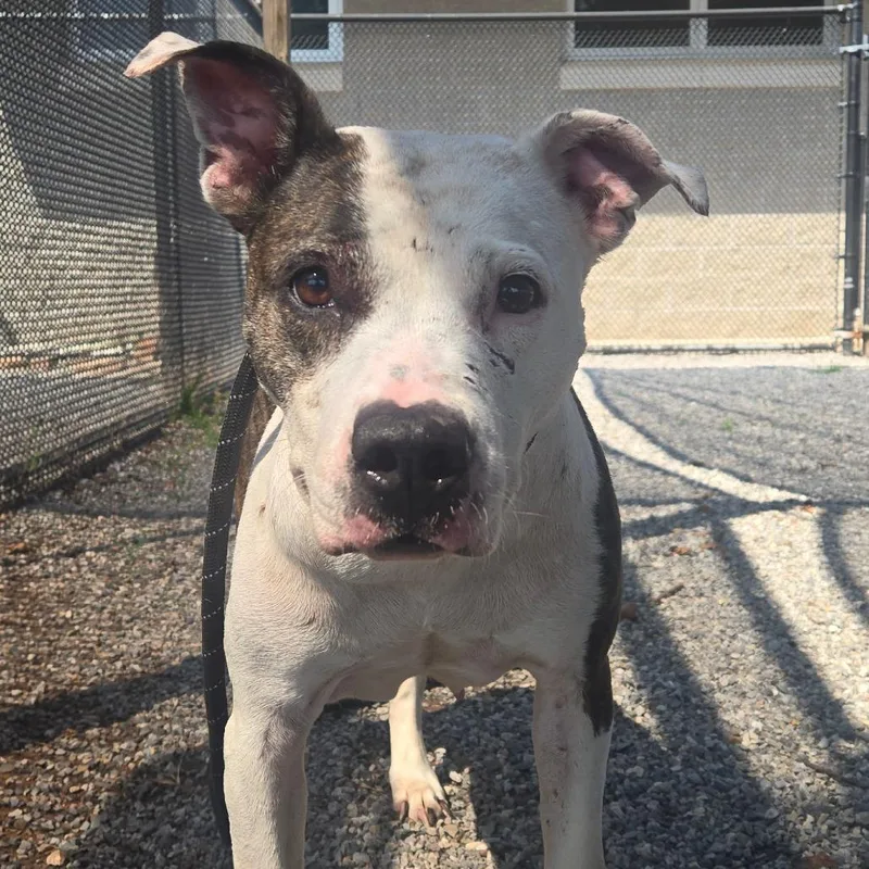 An adult large-sized female Pit Bull Terrier dog named Battlefield Sallie for adoption in York, PA