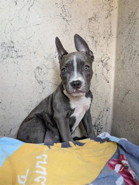 A baby medium-sized female Pit Bull Terrier dog named Sapphire A for adoption in Plano, TX