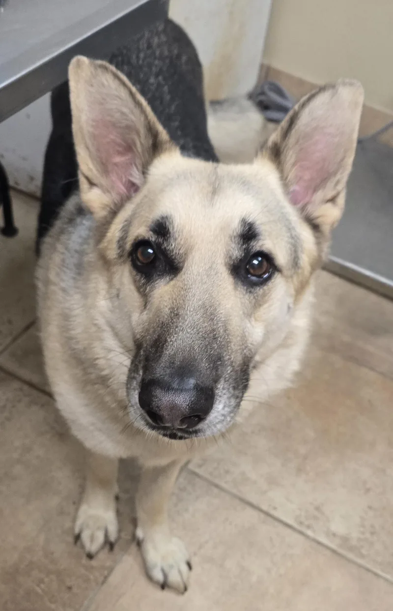A senior extra large-sized male German Shepherd Dog dog named Gulliver for adoption in Brainerd, MN