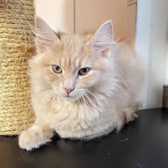 Celestite "celeste" thumbnail 2