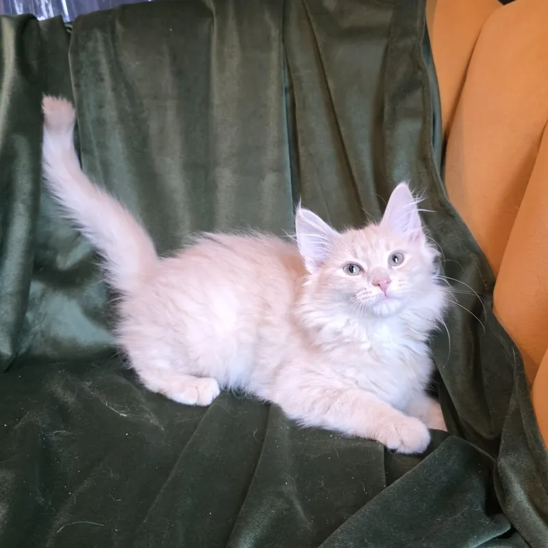 Celestite "celeste" thumbnail 3