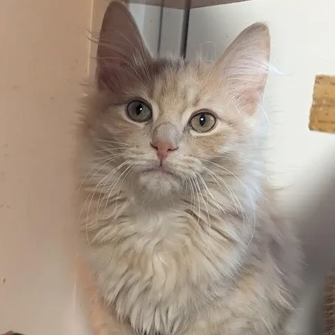 Celestite "celeste" thumbnail 4