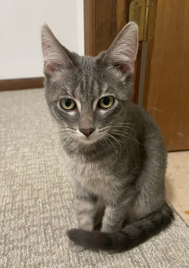 A young large-sized male Gray / Blue / Silver Domestic Short Hair cat named Claude Aka Scratchy for adoption in Kansas City, MO