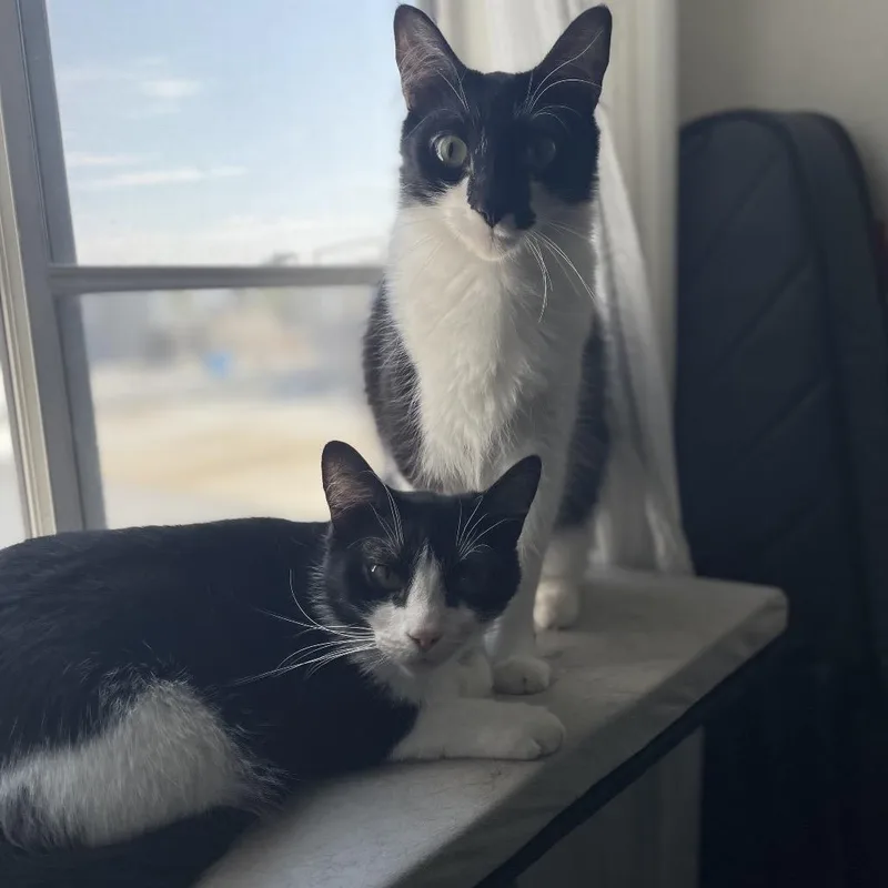 An adult medium-sized female Black Domestic Medium Hair cat named Delphine for adoption in Los Angeles, CA
