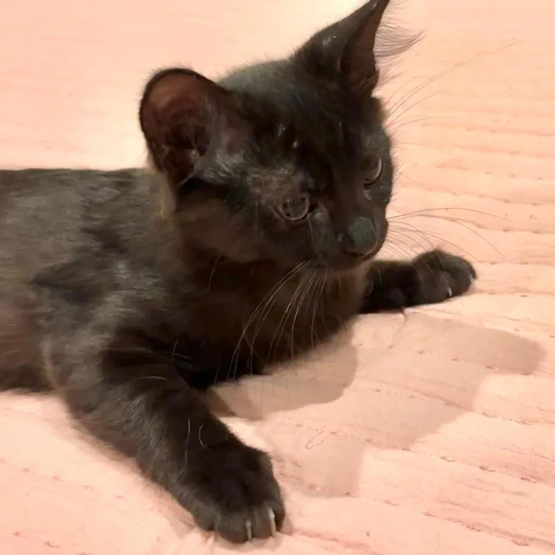 A baby small-sized female Black Domestic Short Hair cat named Boo for adoption in Tulsa, OK