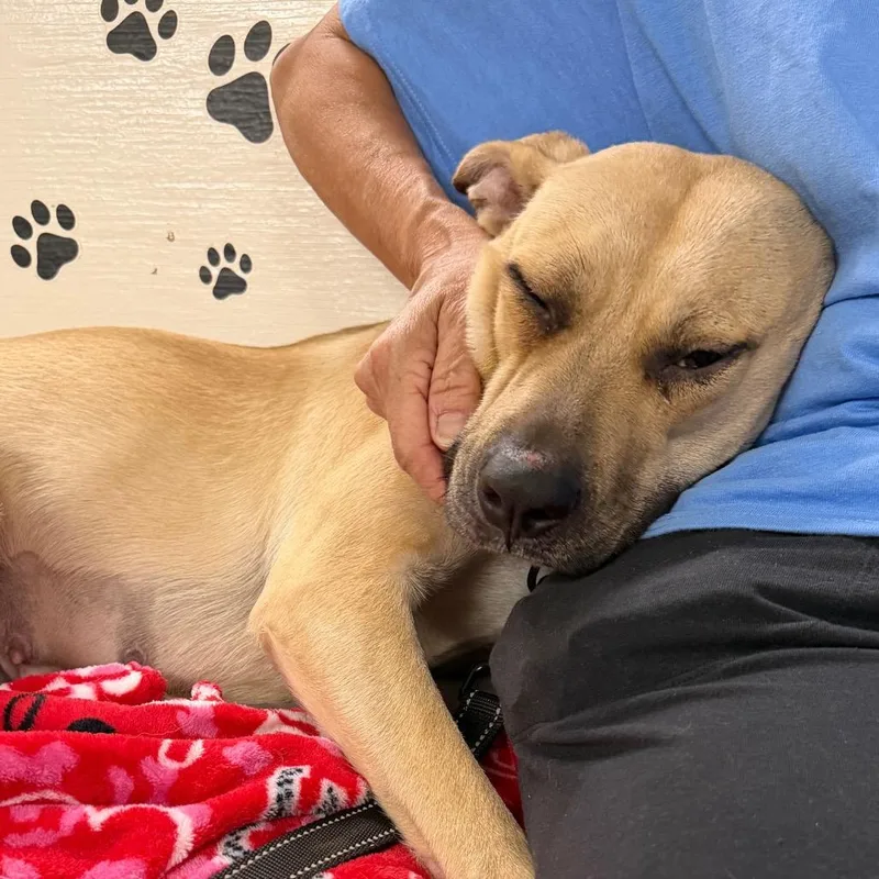 A baby medium-sized female Yellow / Tan / Blond / Fawn Terrier dog named Ariel for adoption in Middleburg Heights , OH