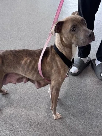 An adult medium-sized female Mixed Breed dog named Mama for adoption in West Chester, PA