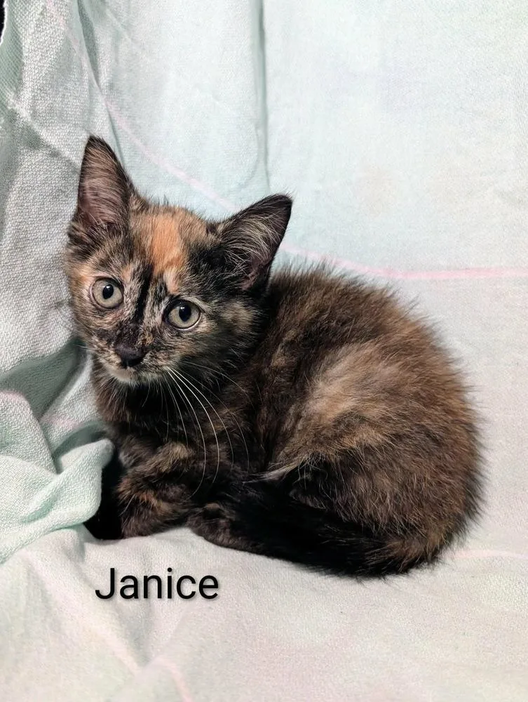 A baby medium-sized female Domestic Short Hair cat named Janice for adoption in Emerald Isle, NC