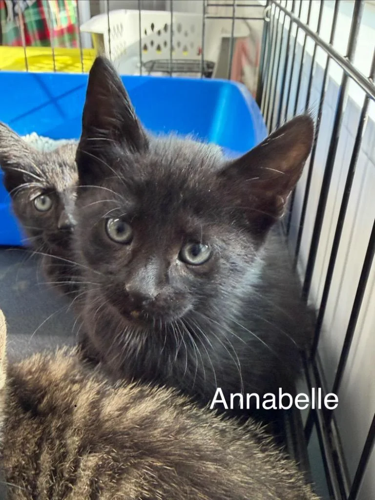 A baby small-sized female Domestic Short Hair cat named Annabelle for adoption in Glenfield, NY
