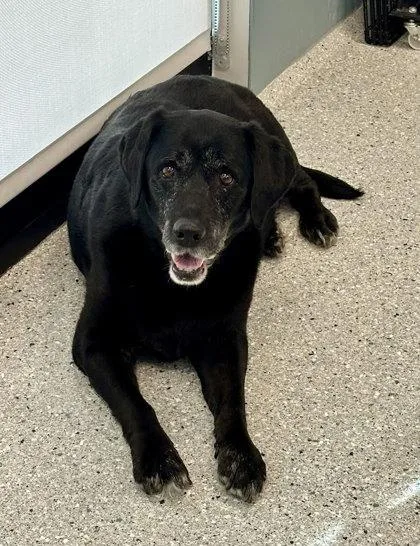 An adult large-sized female Labrador Retriever dog named Sophia for adoption in Akron, OH