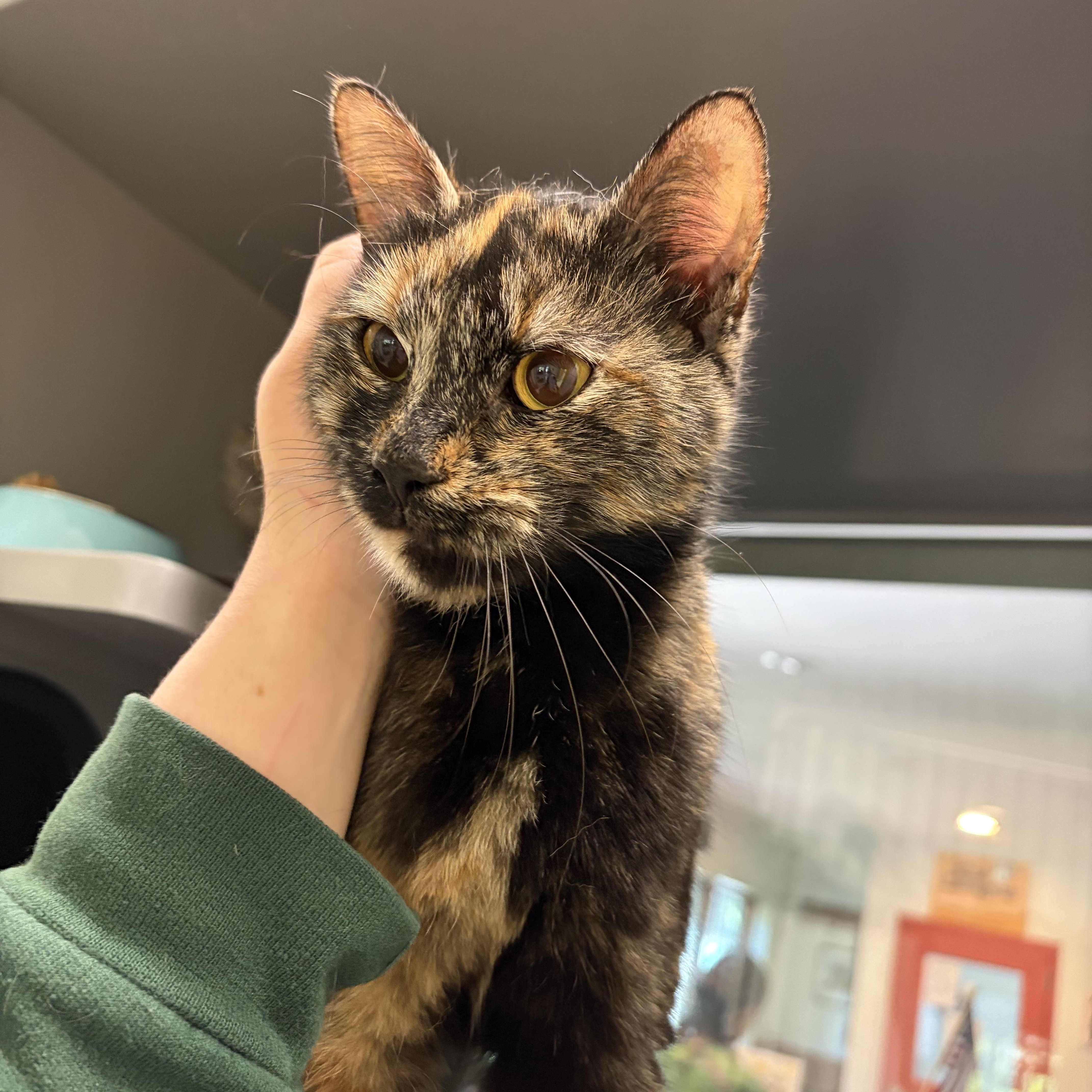 An adult medium-sized female Tortoiseshell Domestic Short Hair cat named Lola for adoption in Southold, NY