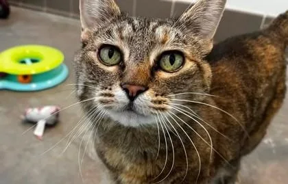 An adult small-sized female Domestic Short Hair cat named Della for adoption in Sultan, WA