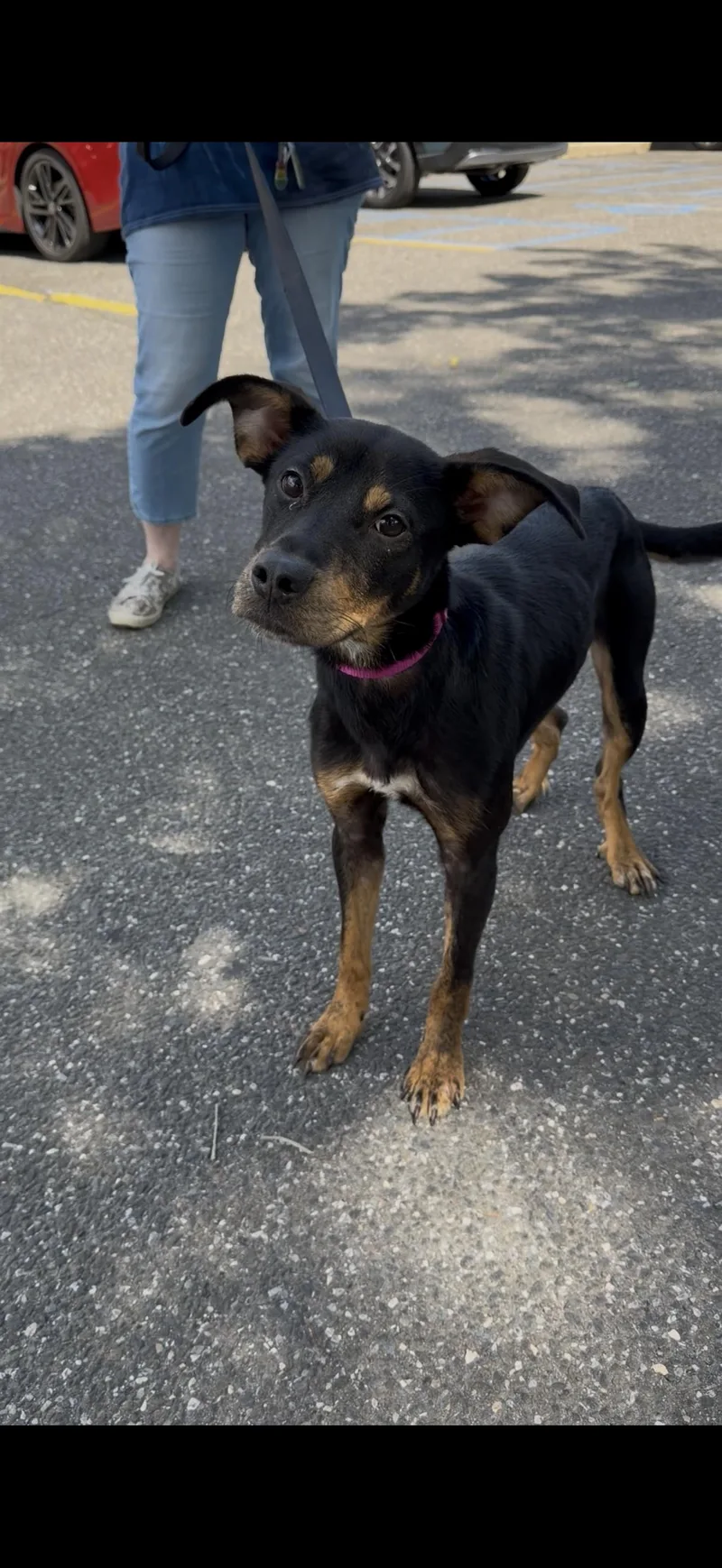 An adult medium-sized female Black Mixed Breed dog named Daisy for adoption in Wantagh, NY