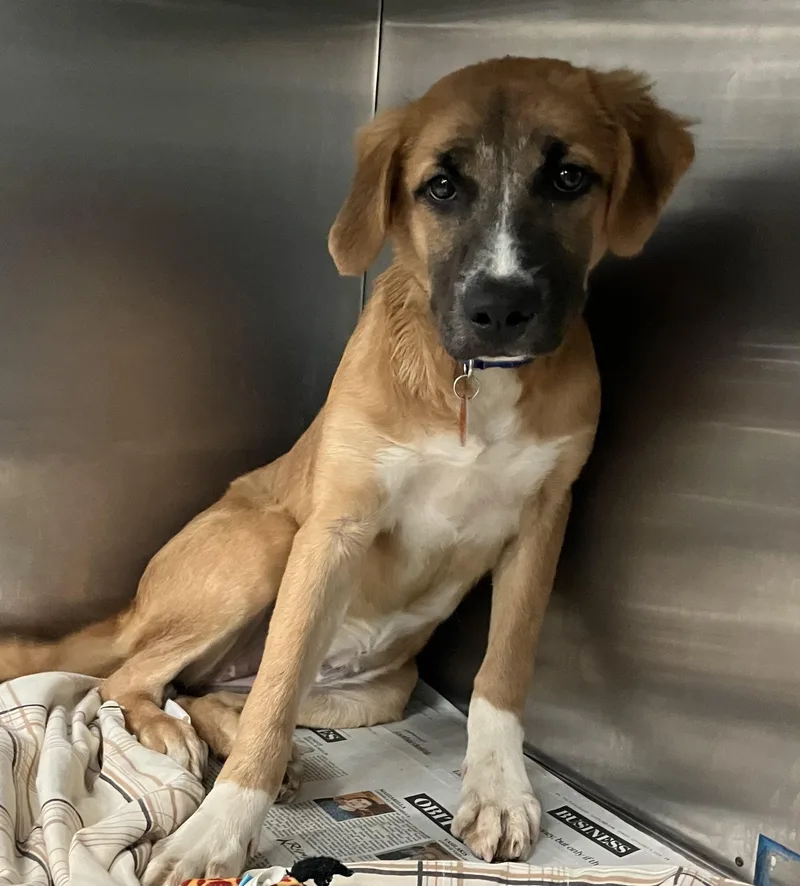 A baby medium-sized female Yellow / Tan / Blond / Fawn Hound dog named Laracy for adoption in Parma, OH
