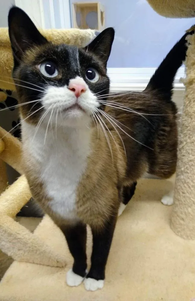 A senior medium-sized female Brown / Chocolate Domestic Short Hair cat named Bailey for adoption in Hudson, NH