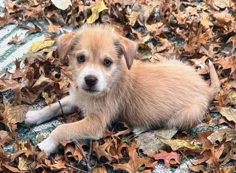 A baby medium-sized male White / Cream Terrier dog named Steve for adoption in Kansas City, KS
