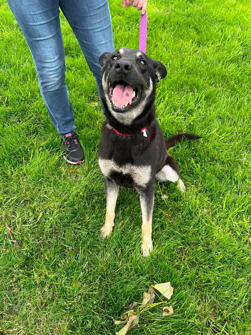 An adult medium-sized male Black Shepherd dog named Rocky for adoption in Elyria, OH