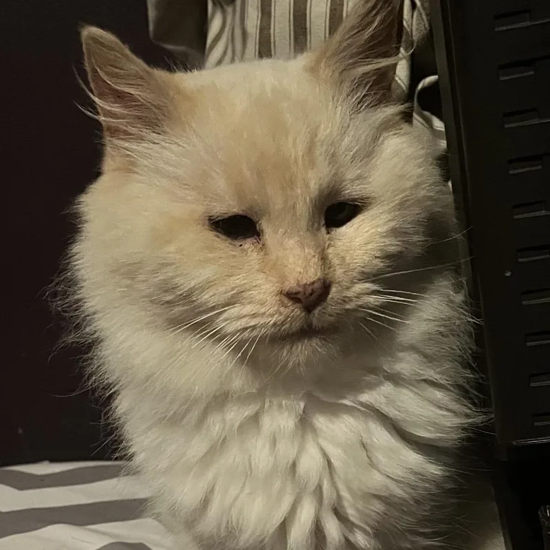 An adult medium-sized male White Domestic Long Hair cat named Raye for adoption in Delta, AL