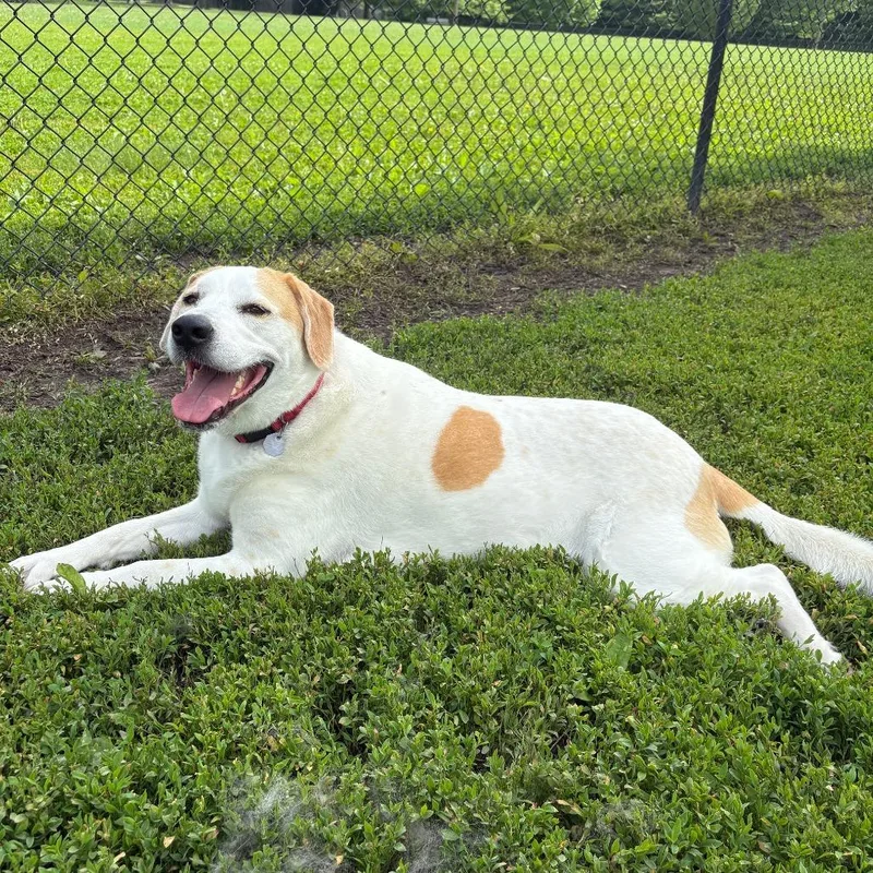 An adult small-sized female White / Cream Great Pyrenees dog named Sophie  Home to for adoption in South Elgin, IL