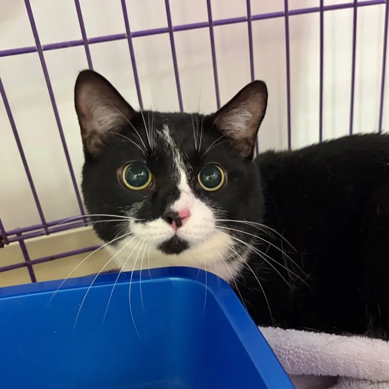 An adult medium-sized male Black Domestic Short Hair cat named Joe for adoption in Bedford, NH
