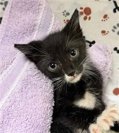 A baby small-sized female Domestic Short Hair cat named Leah for adoption in Riverside, CA